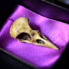 GOTHIC ODDITIES  - NEW Raven Skull - Aged bone color resin  - Goth Oddity home decor.
