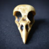 GOTHIC ODDITIES  - NEW Raven Skull - Aged bone color resin  - Goth Oddity home decor.