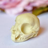 Kitten Skull replica with customizable handmade certificate and gift box - natural bone color -