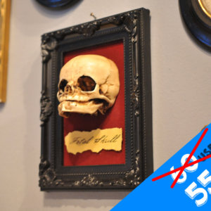 Oddity - Fetal Skull display replica  - Victorian Oddities wall decor