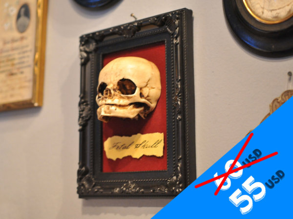 Oddity - Fetal Skull display replica  - Victorian Oddities wall decor