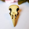 Raven Skull replica with customizable handmade certificate and gift box - aged bone color -