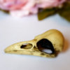 Raven Skull replica with customizable handmade certificate and gift box - aged bone color -