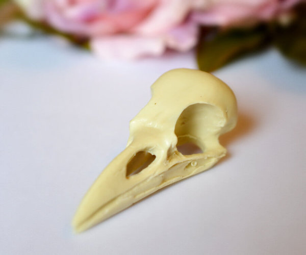Raven Skull replica with customizable handmade certificate and gift box - natural bone color -