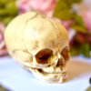 Skull replica  - real size resin fetus skull aged bone color - Goth Oddity home decor or craft supply. -